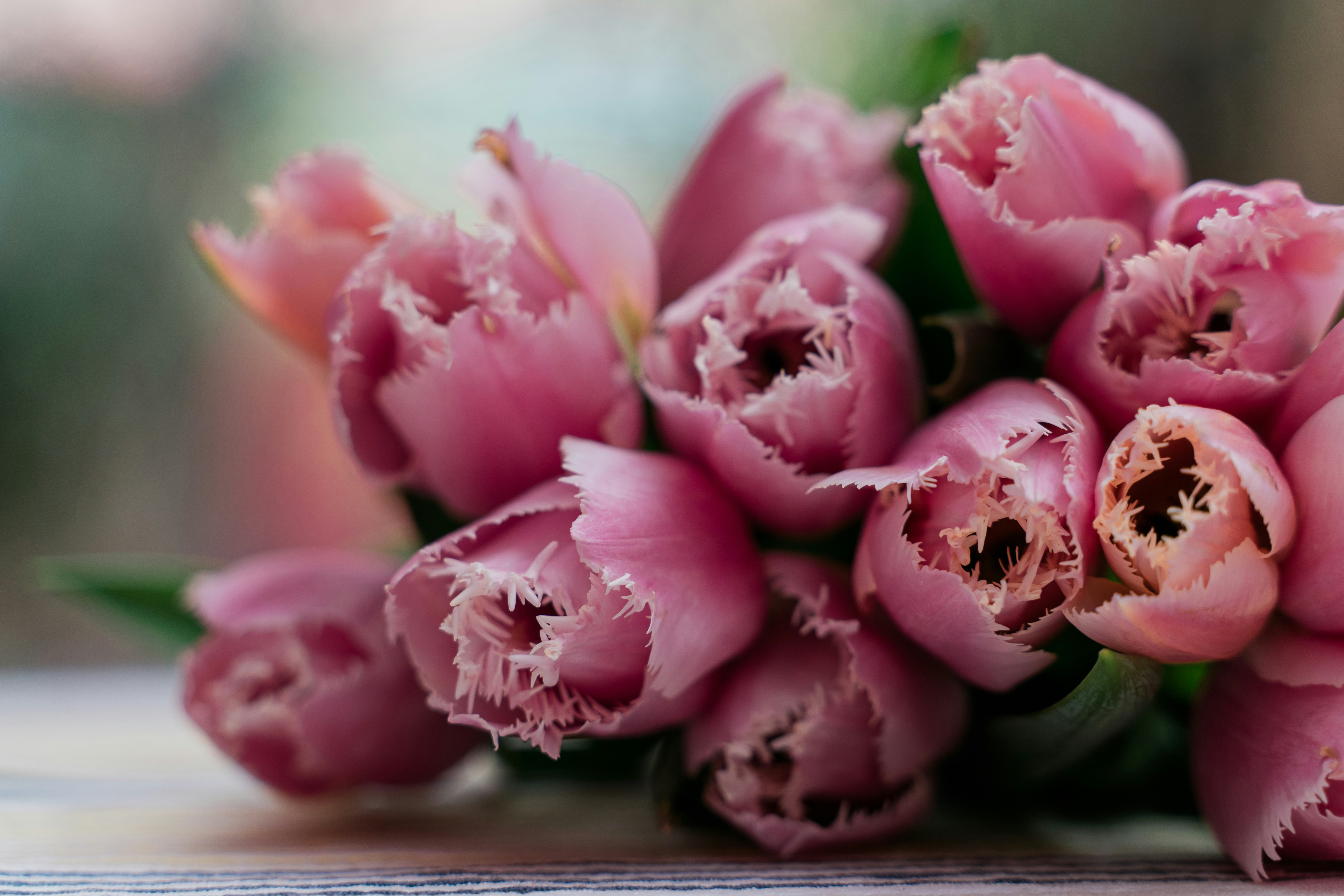 pink roses in close up photography